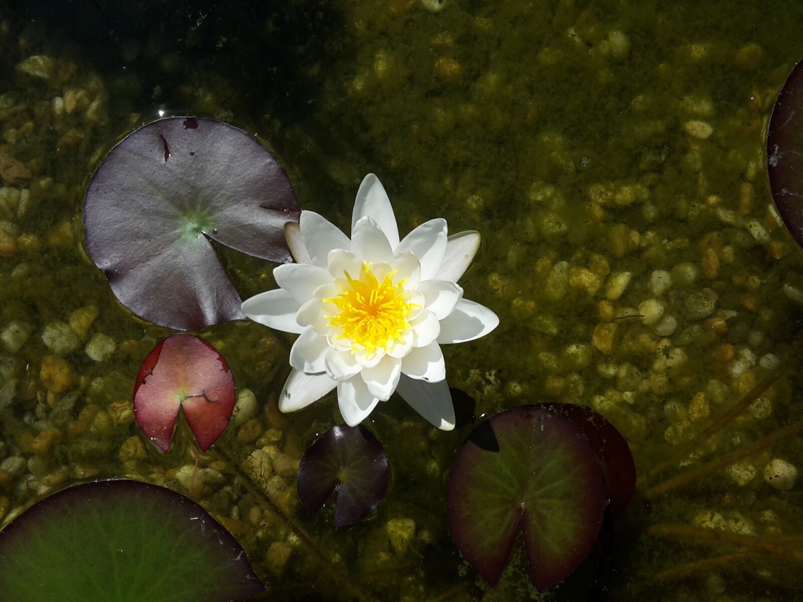 Samsung Galaxy S5 Mini sample photo. Pond, water lily, blossom photography