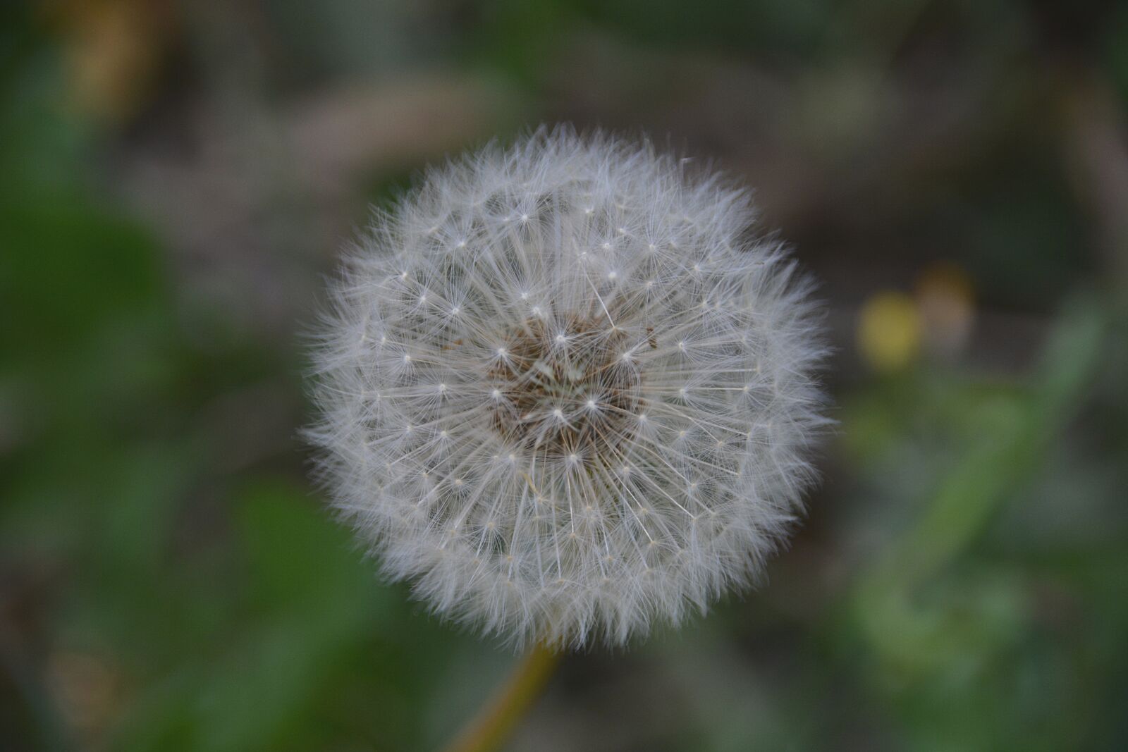 Nikon D5200 sample photo. Flower, dandelion, flora photography