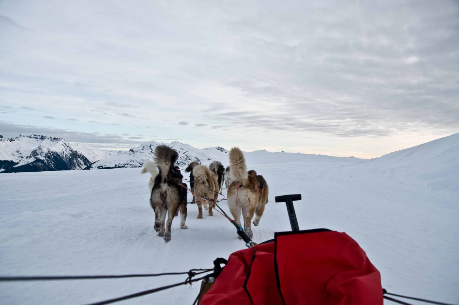 Nikon D300 sample photo. Dog sled, dog, winter photography