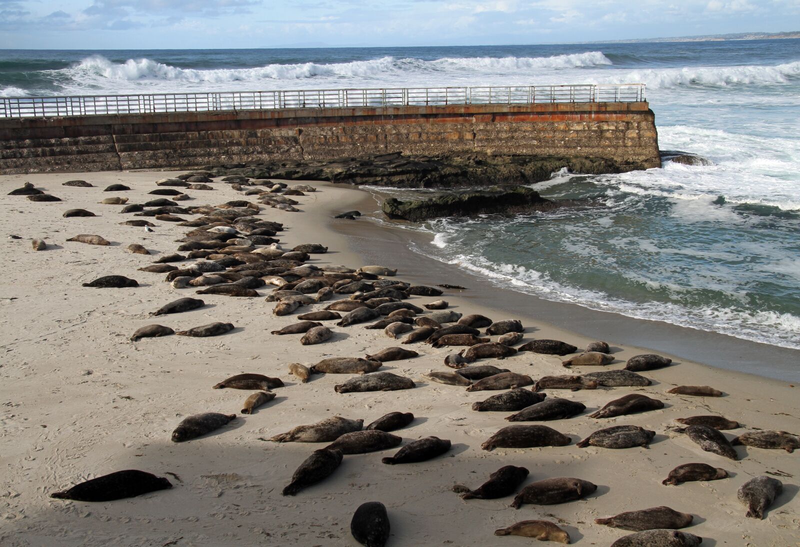 Canon EOS 7D sample photo. Sea lions, san diego photography