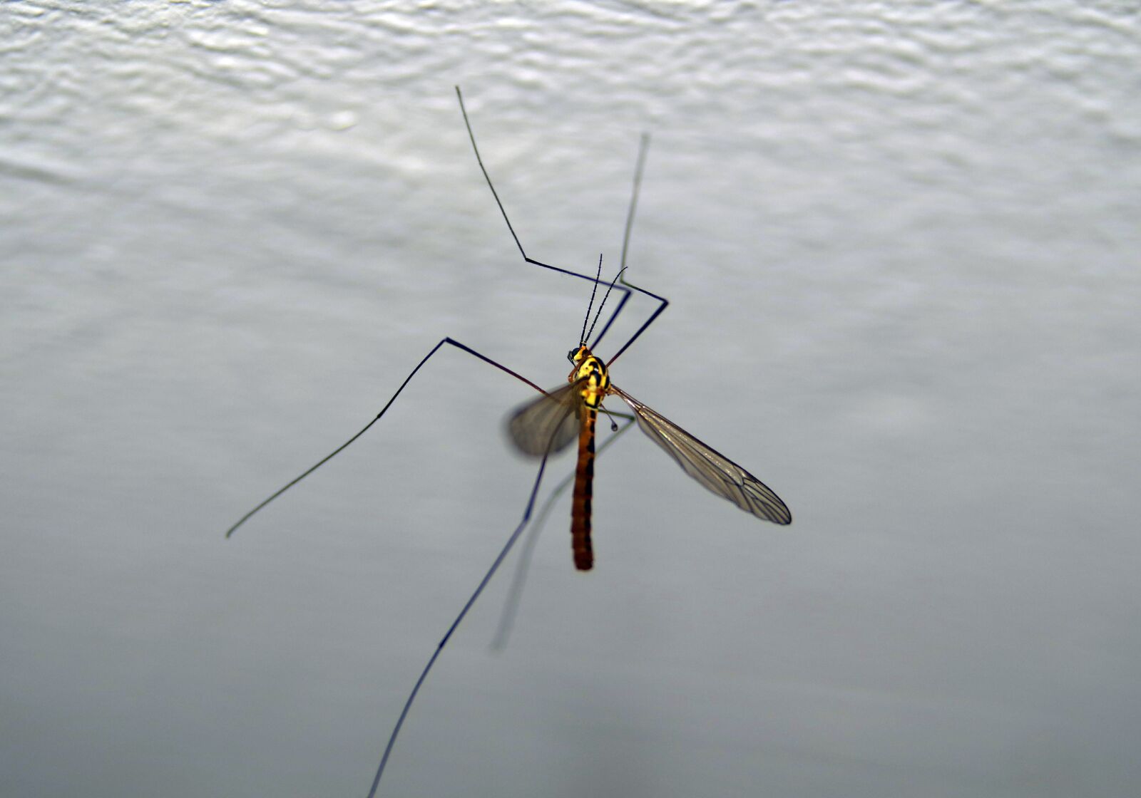 Pentax K-S2 sample photo. Komar, komarnica, insect photography