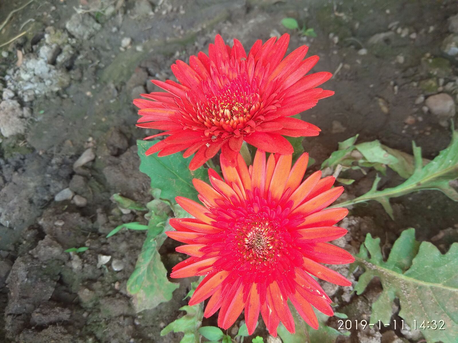 Xiaomi Redmi Note 4 sample photo. Chandra mallika flower, red photography