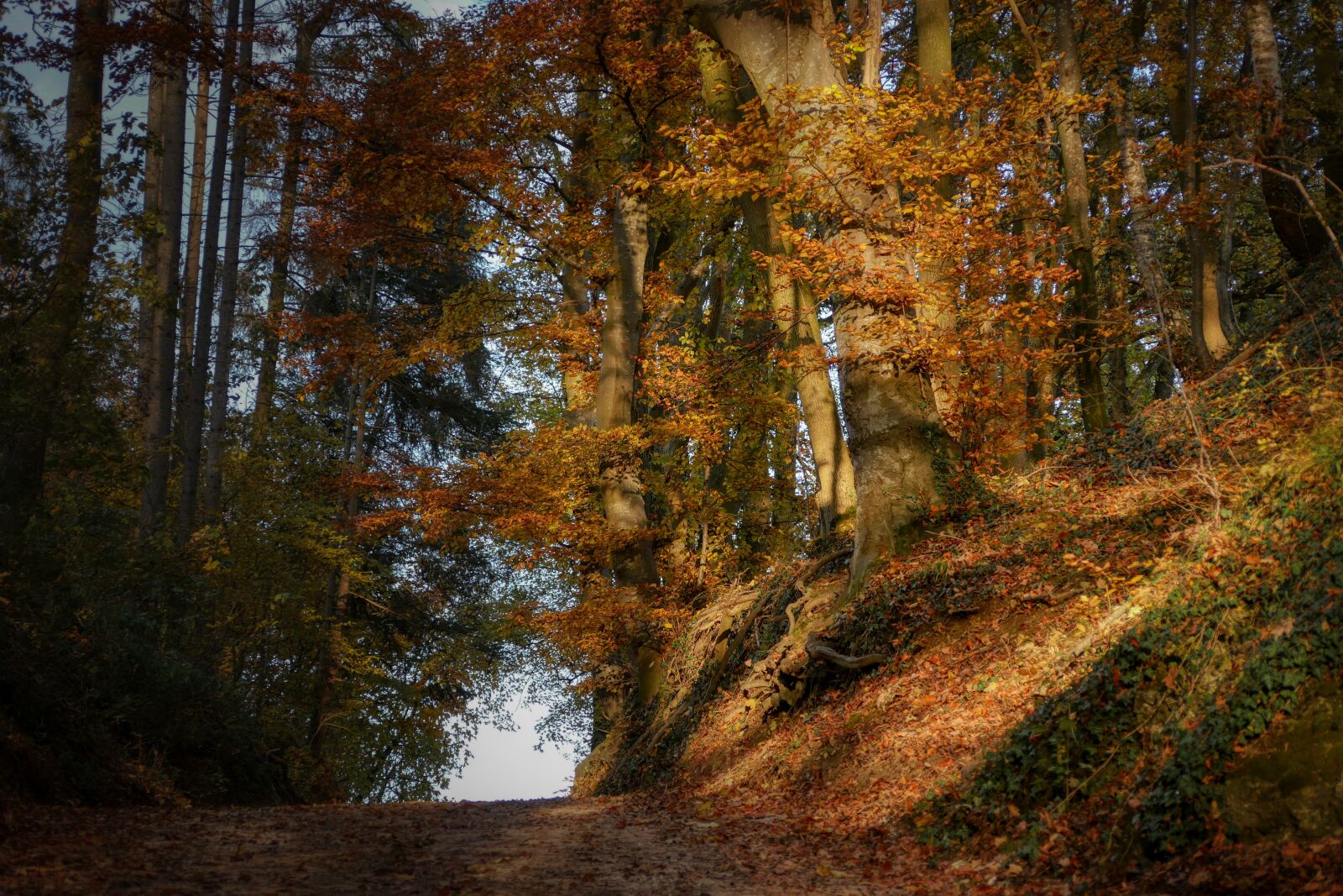 Panasonic Lumix DMC-GX8 sample photo. Nature, landscape, forest photography