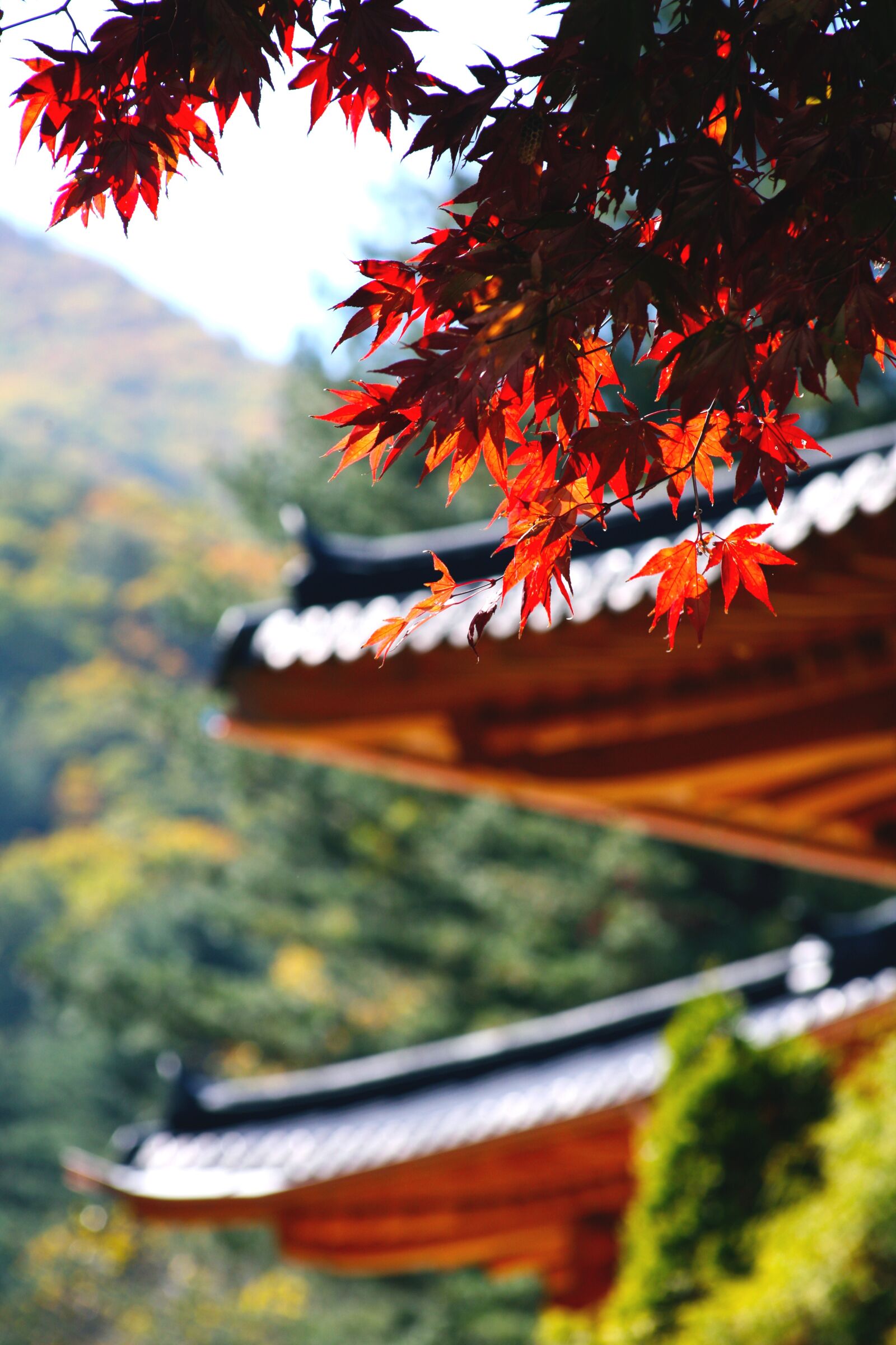 Canon EOS 5D sample photo. Autumn leaves, autumn, leaves photography