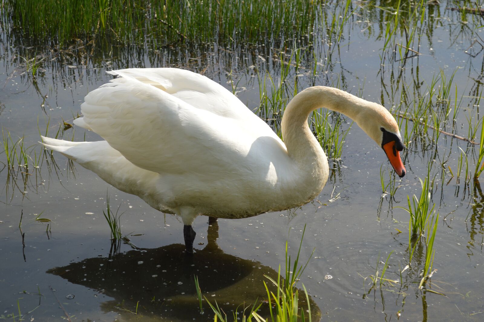 Nikon D3200 sample photo. Swan, water bird, animal photography