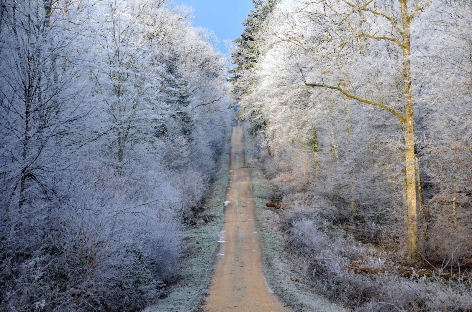 Nikon D5100 sample photo. Forest, frost, winter photography