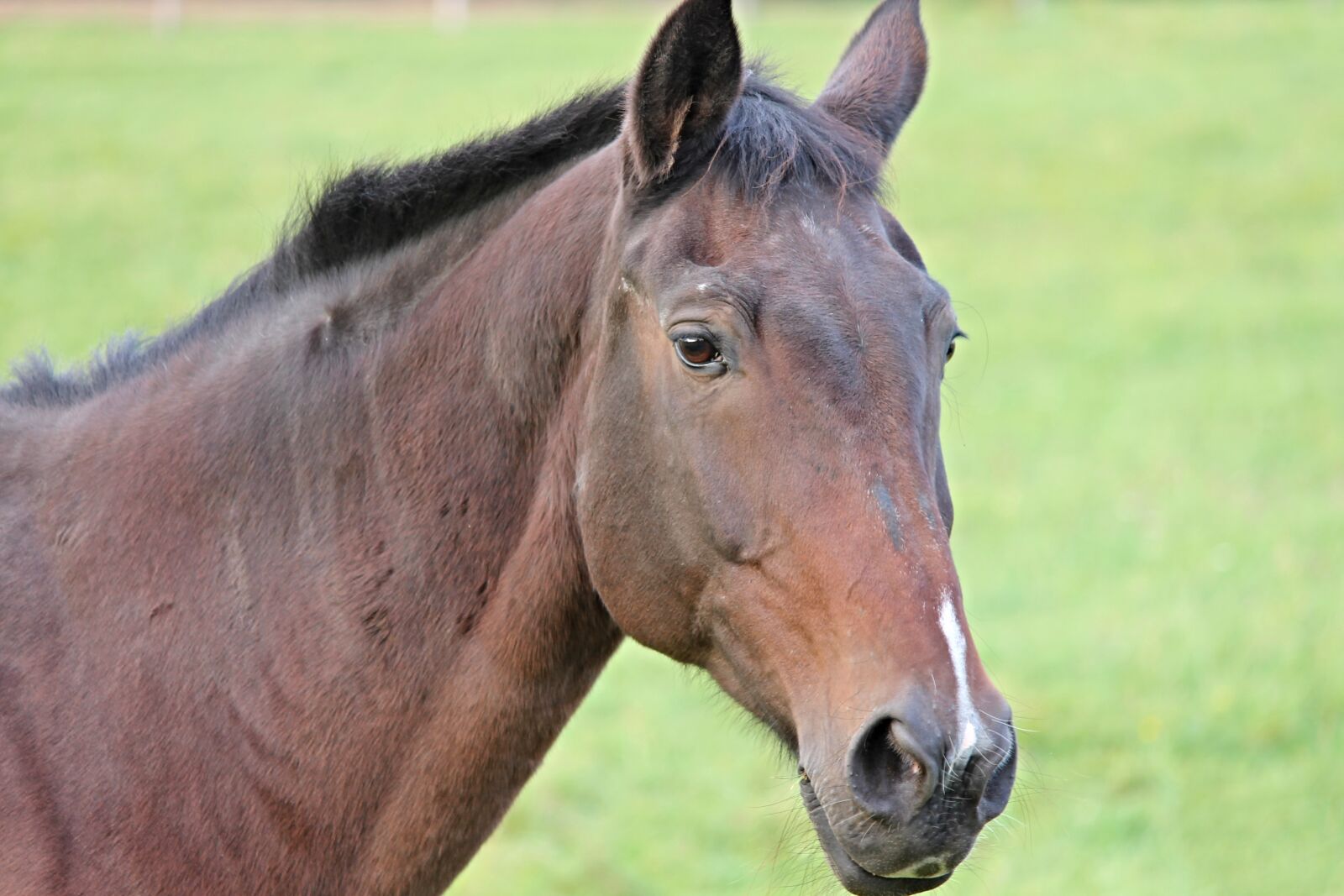 Canon EOS 1100D (EOS Rebel T3 / EOS Kiss X50) sample photo. Horse, head, horse head photography