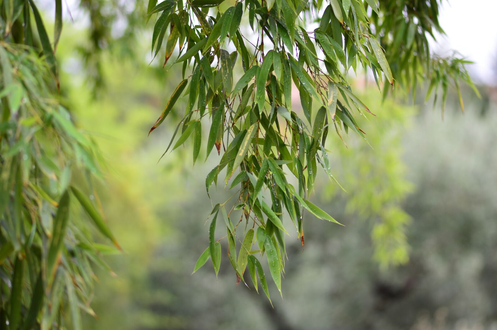 Nikon D3200 sample photo. Bamboo, background, texture photography