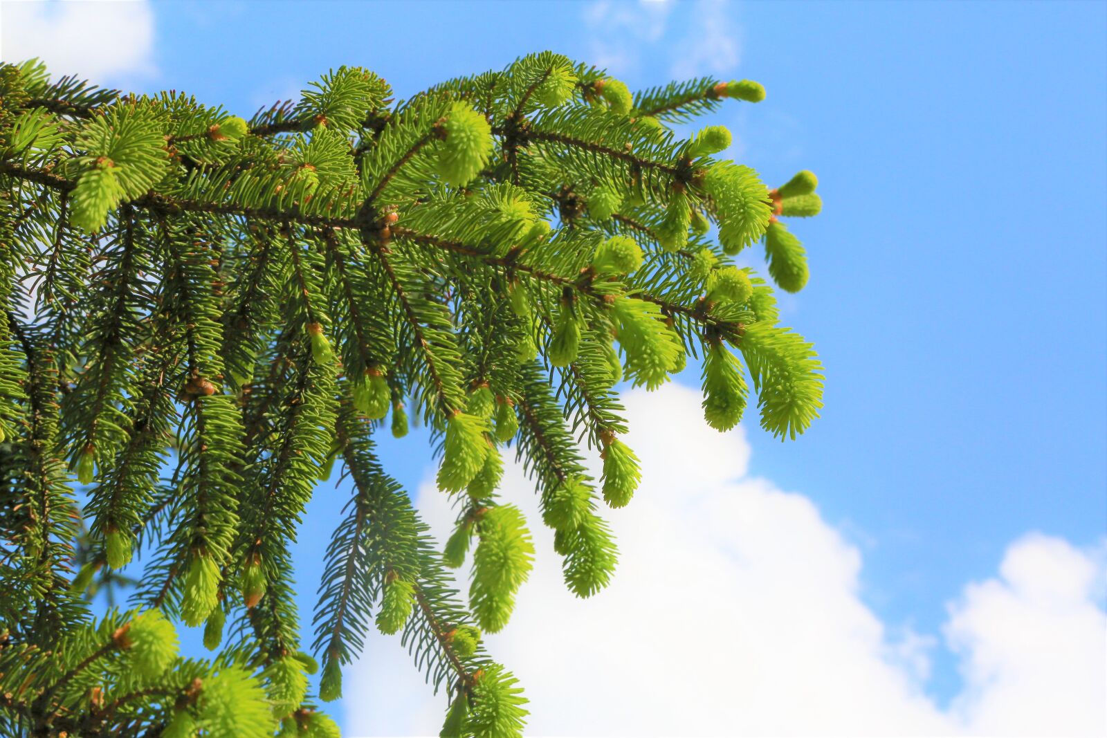 Canon EF 24-105mm F4L IS USM sample photo. Tree, pine, needle leaf photography