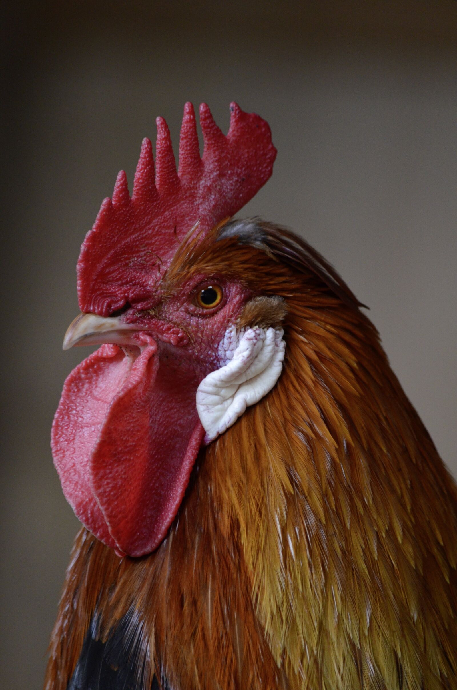 Nikon D5100 sample photo. Hahn, farm, poultry photography