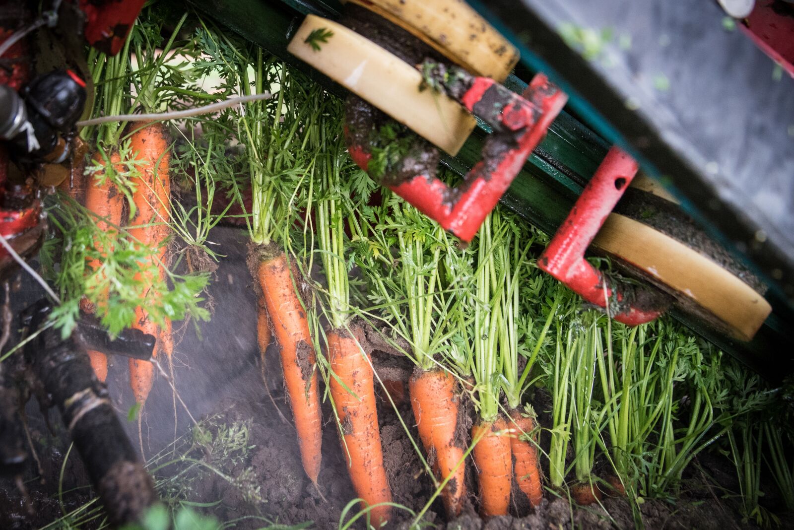 Nikon D750 sample photo. Carrots, carrot field, carrots photography