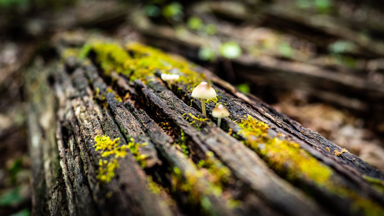 Sony FE 24mm F1.4 GM sample photo. Mushrooms, dead tree, forest photography