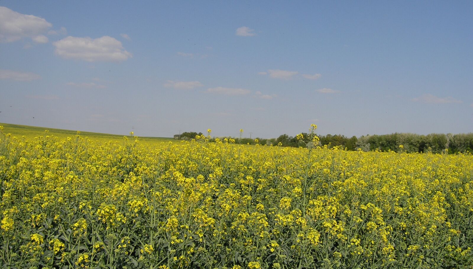 Olympus C5060WZ sample photo. Rapeseed, fields, culture photography