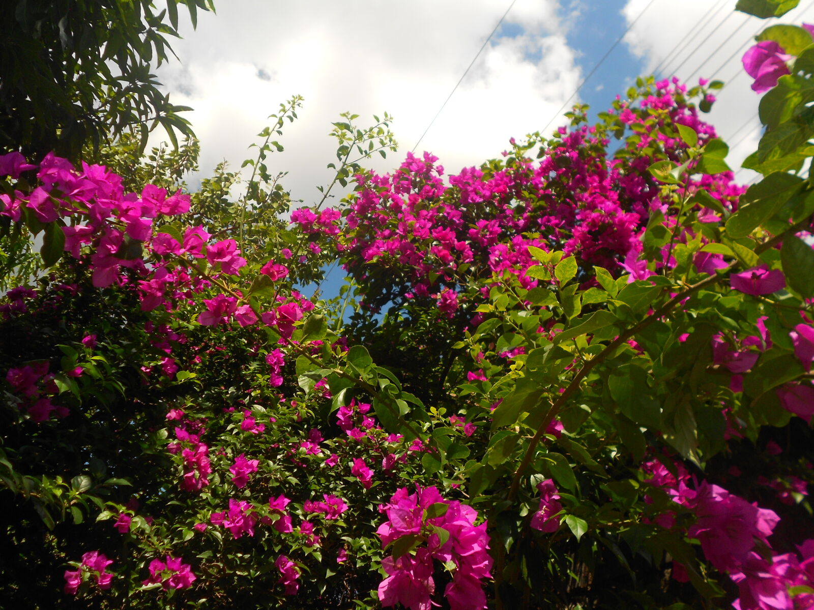 Nikon COOLPIX S2600 sample photo