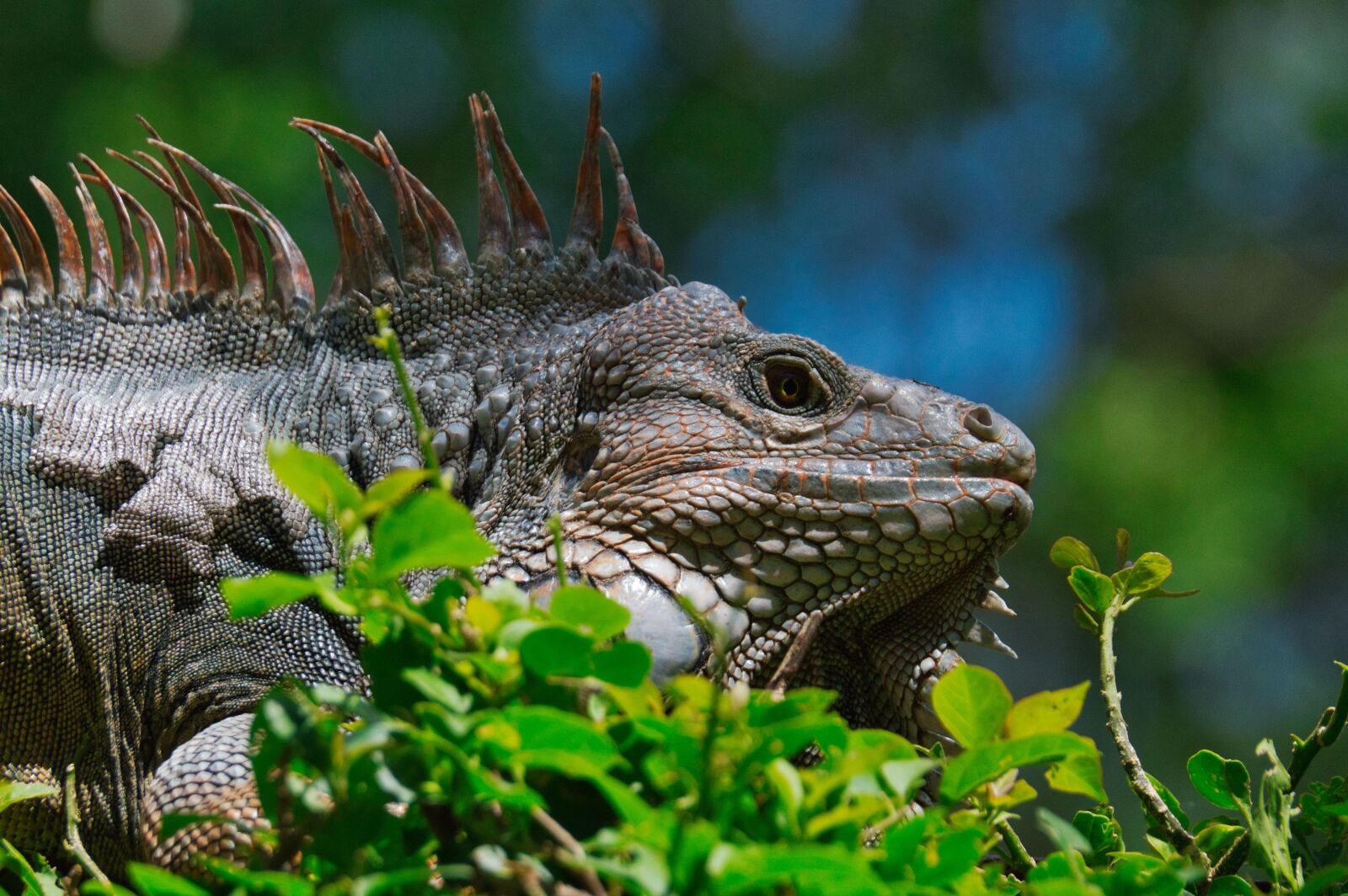 Nikon D3200 sample photo. Iguana, reptile, costa rica photography