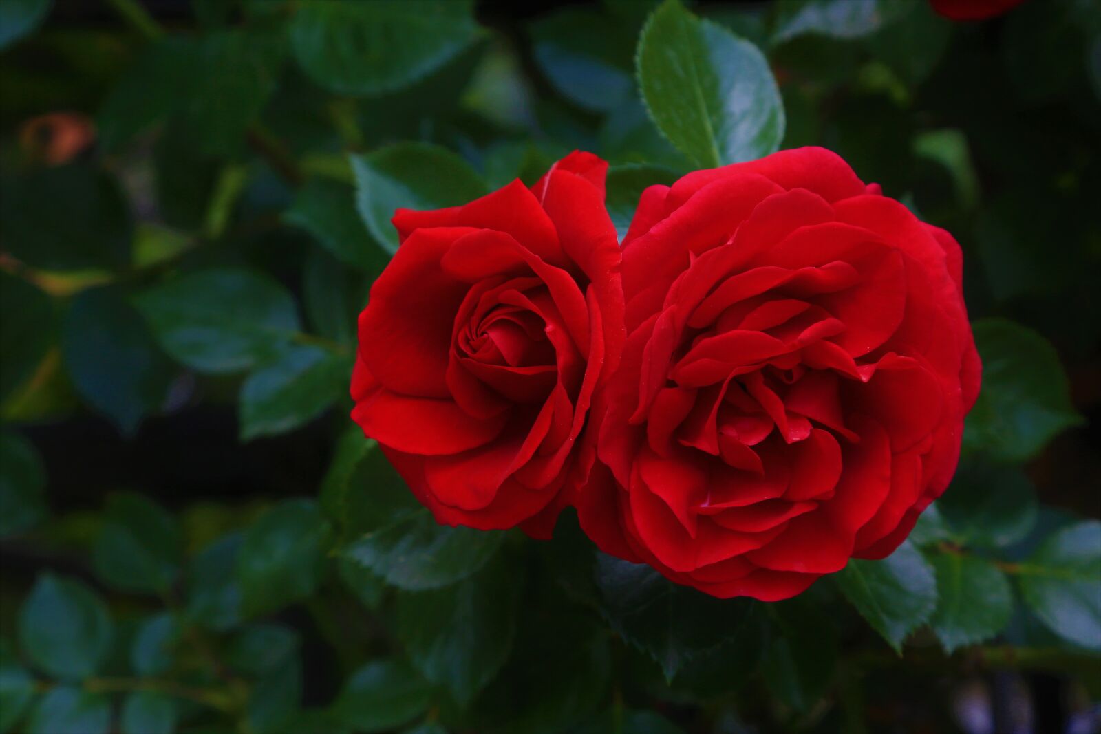 Canon EOS 5D Mark III sample photo. Rose, spring, red photography