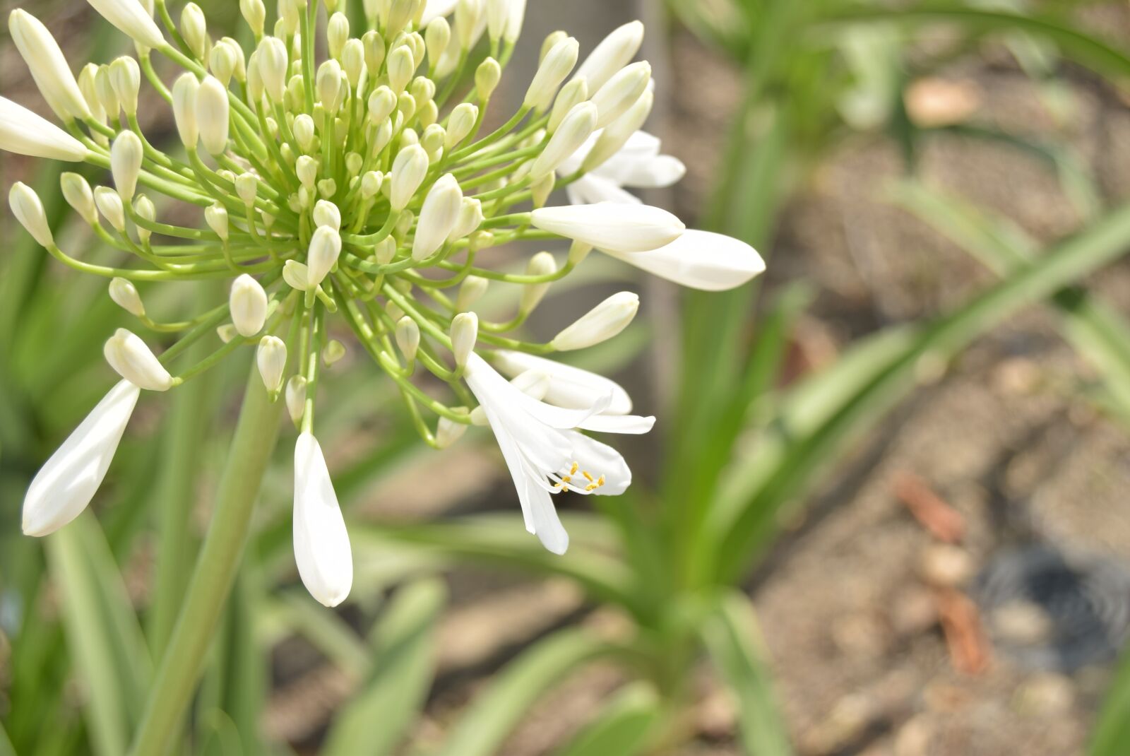 Nikon D3300 sample photo. Nature, plant, flower photography