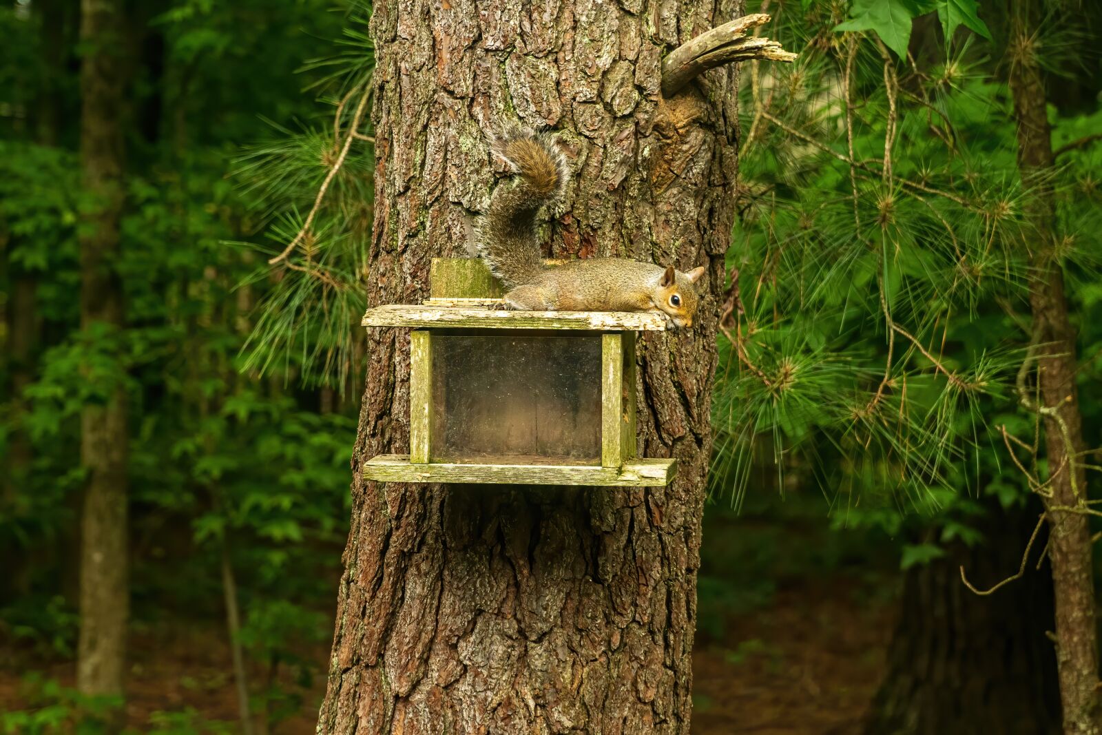 Sony E PZ 18-105mm F4 G OSS sample photo. Social distancing, quarantine, separation photography