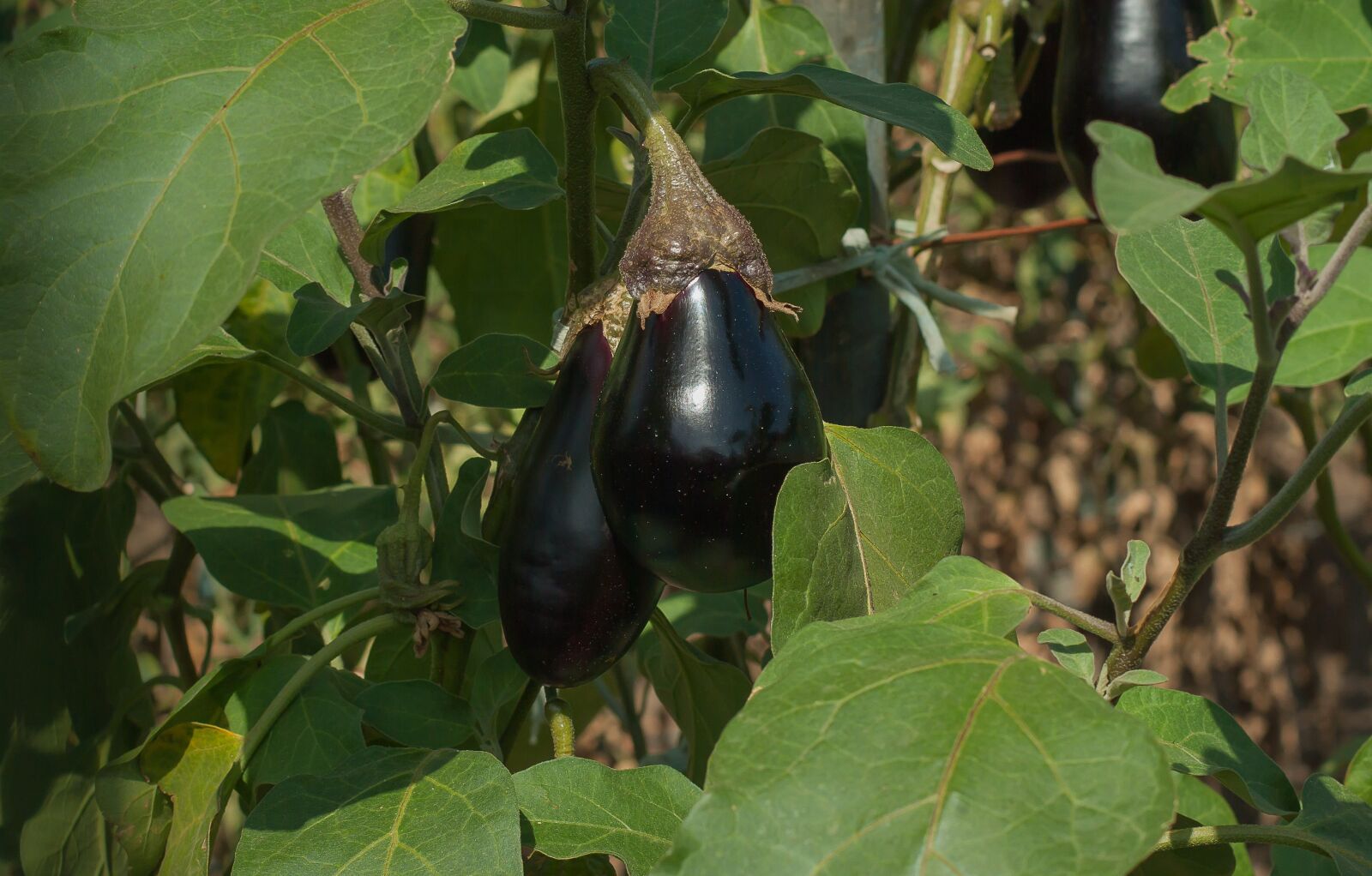Pentax K10D sample photo. Garden, eggplant, vegetable photography