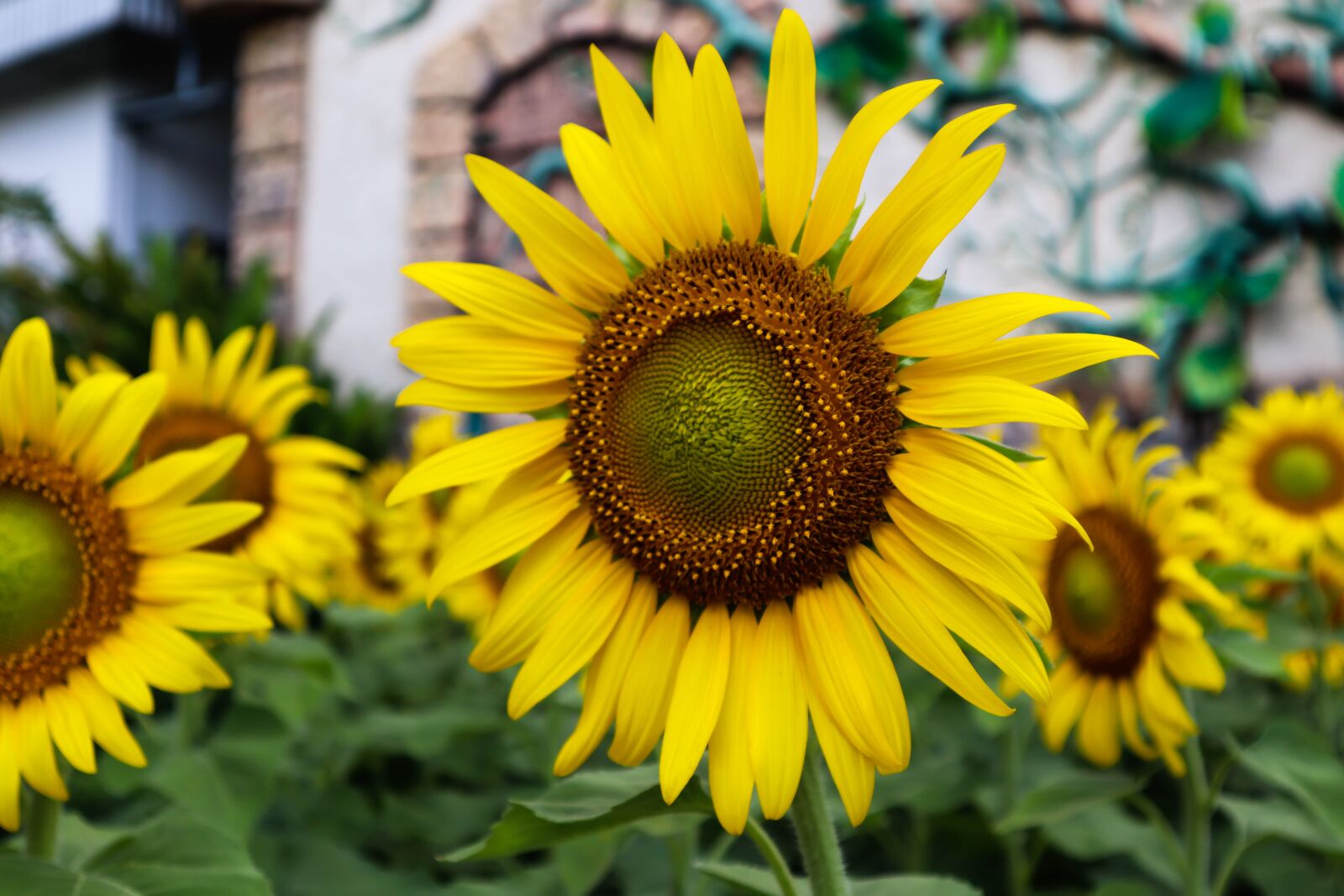 Canon EOS M50 (EOS Kiss M) sample photo. Sunflower, blossom, bloom photography