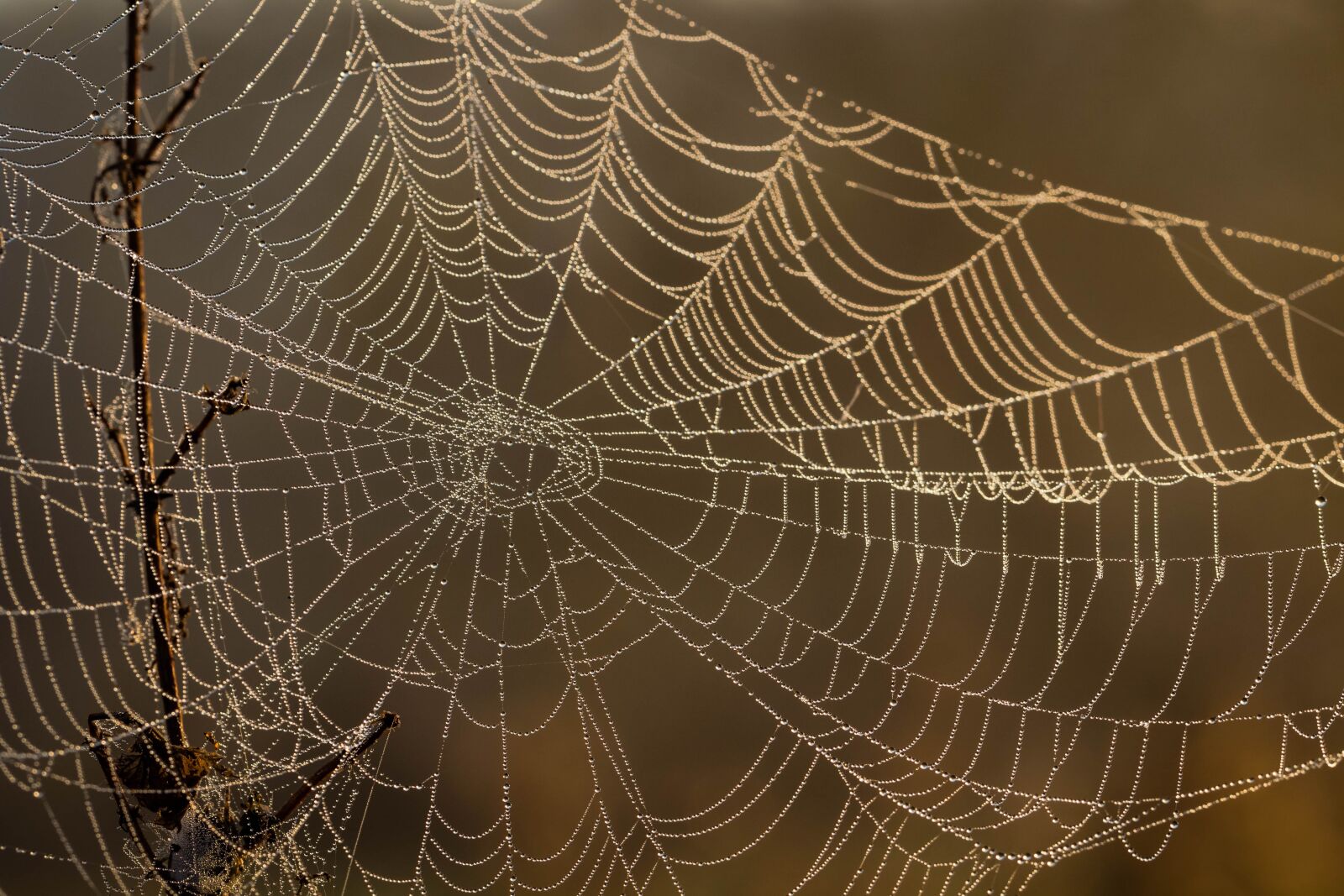 Canon EF 100mm F2.8L Macro IS USM sample photo. Cobweb, rosa, drops photography