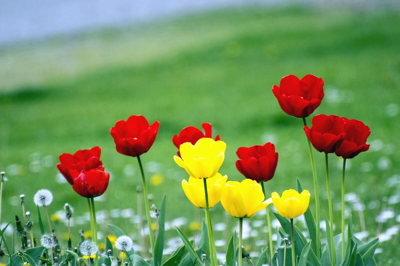 Nikon D7100 sample photo. Tulip, plant, flower, petals photography