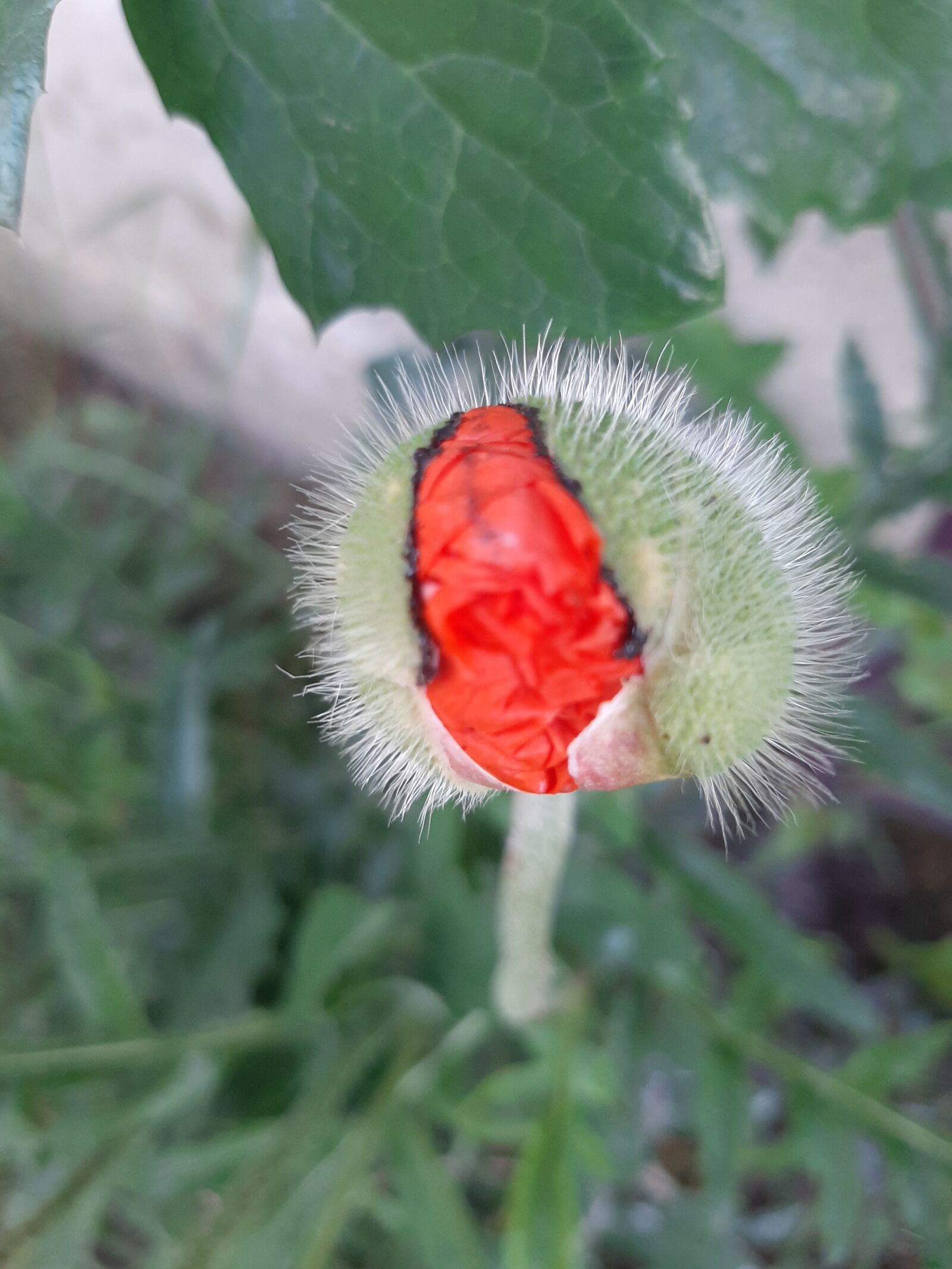 Samsung Galaxy A50 sample photo. Poppy, boost, flower photography