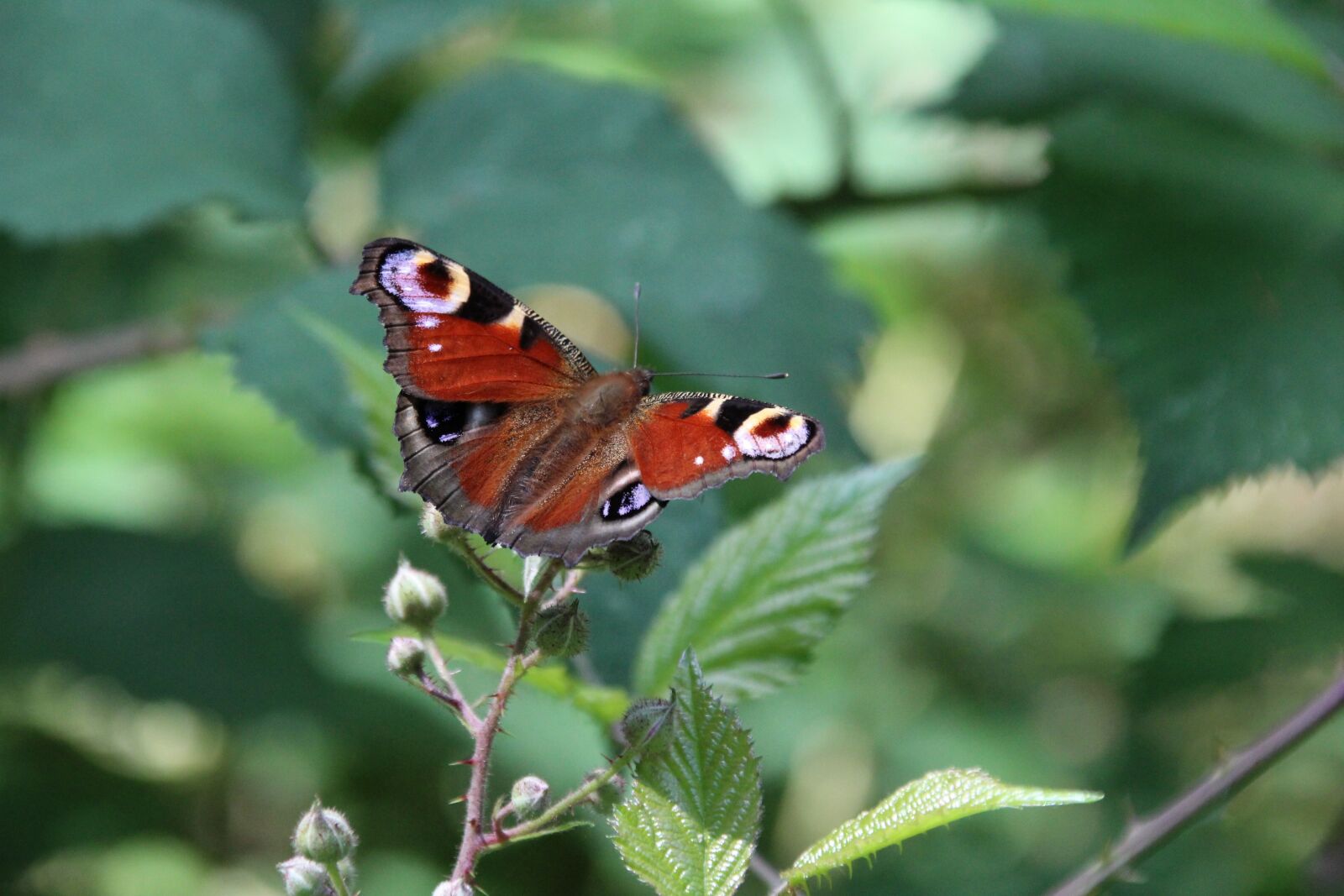 Canon EOS 1200D (EOS Rebel T5 / EOS Kiss X70 / EOS Hi) sample photo. Peacock butterfly, butterfly, insect photography