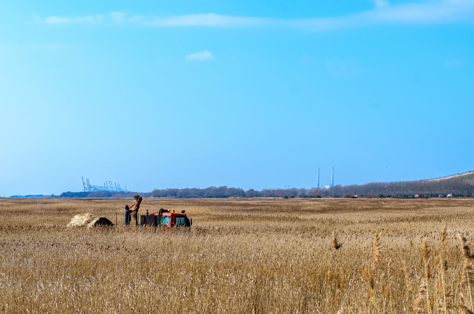 Nikon D7000 sample photo. Reed bed, normandy, france photography