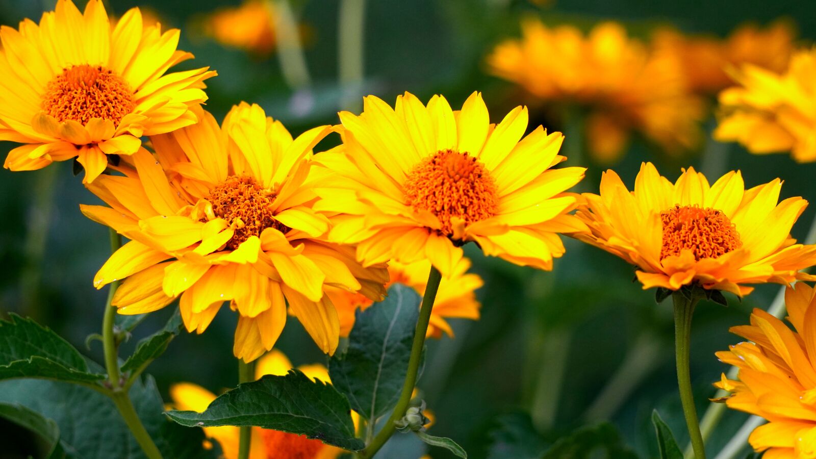 Sony E 55-210mm F4.5-6.3 OSS sample photo. Mädchenauge, flower, yellow photography