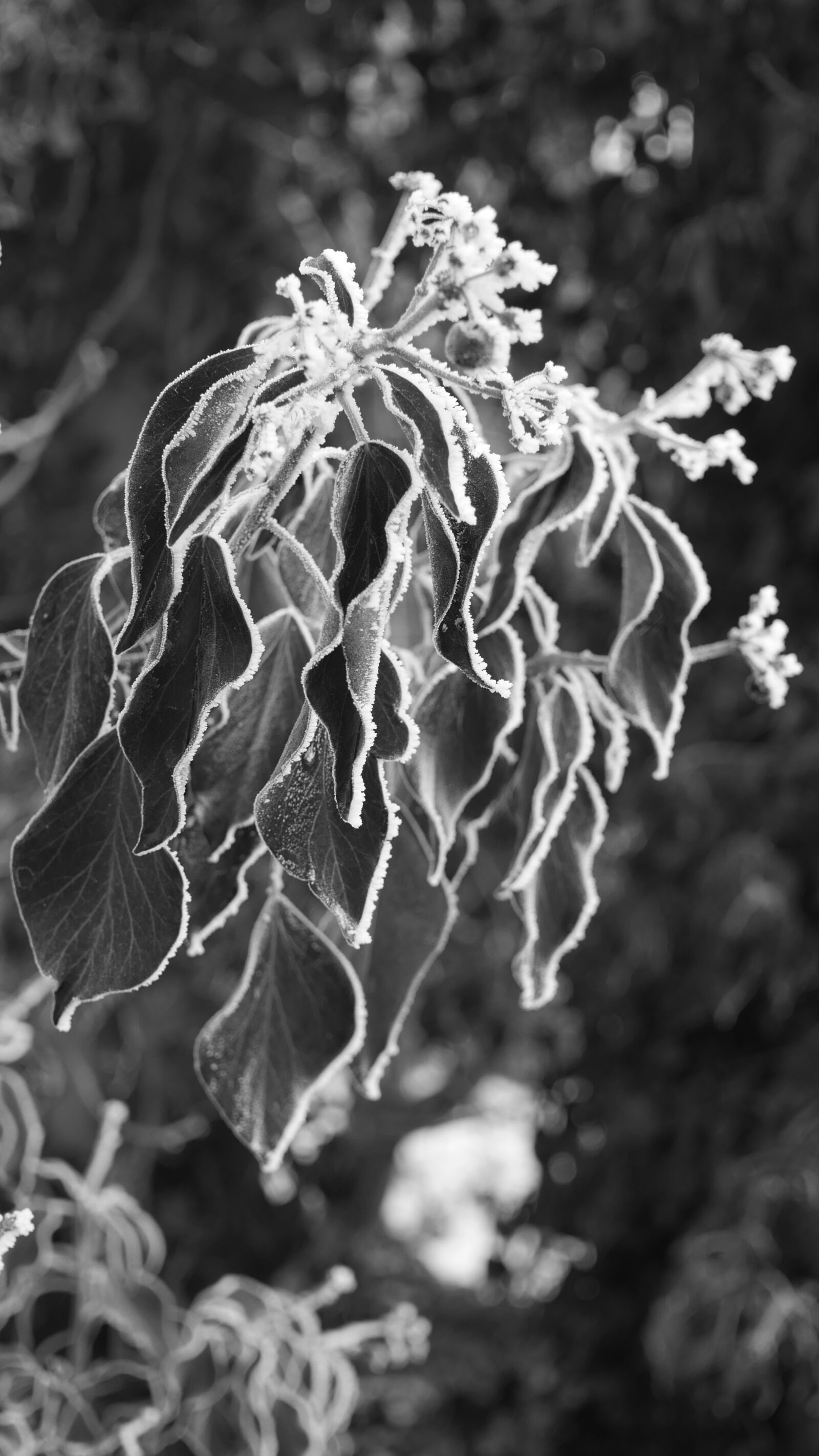 Panasonic Lumix DMC-GX7 sample photo. Nature, ivy, frost photography