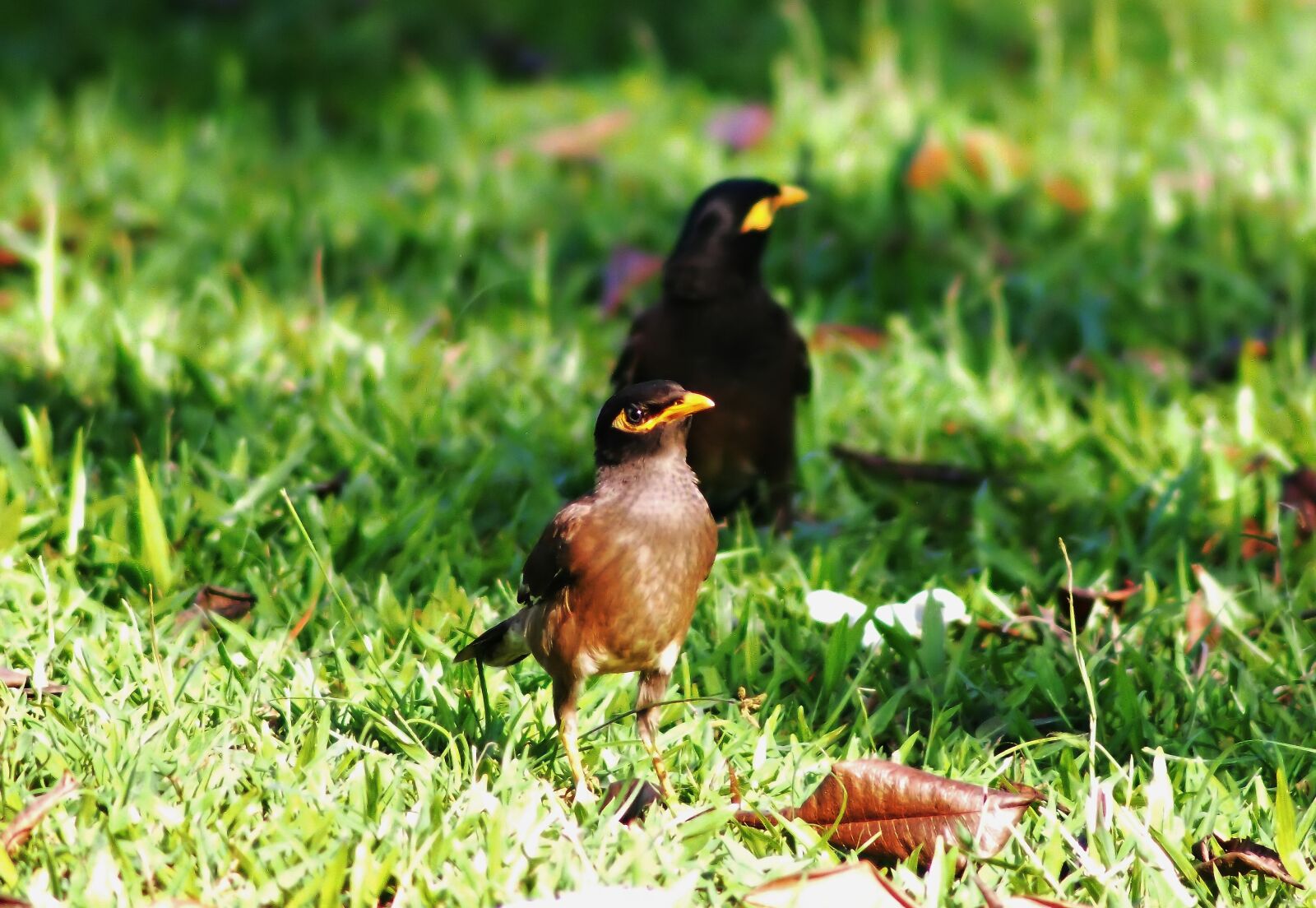 Tokina SD 400mm f/5.6 sample photo. Myna, outdoor, wild photography