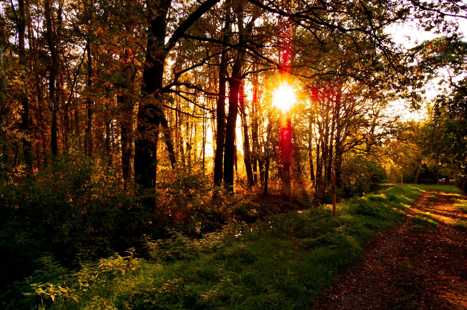 Nikon D40 sample photo. Cottbus, forest, bach photography