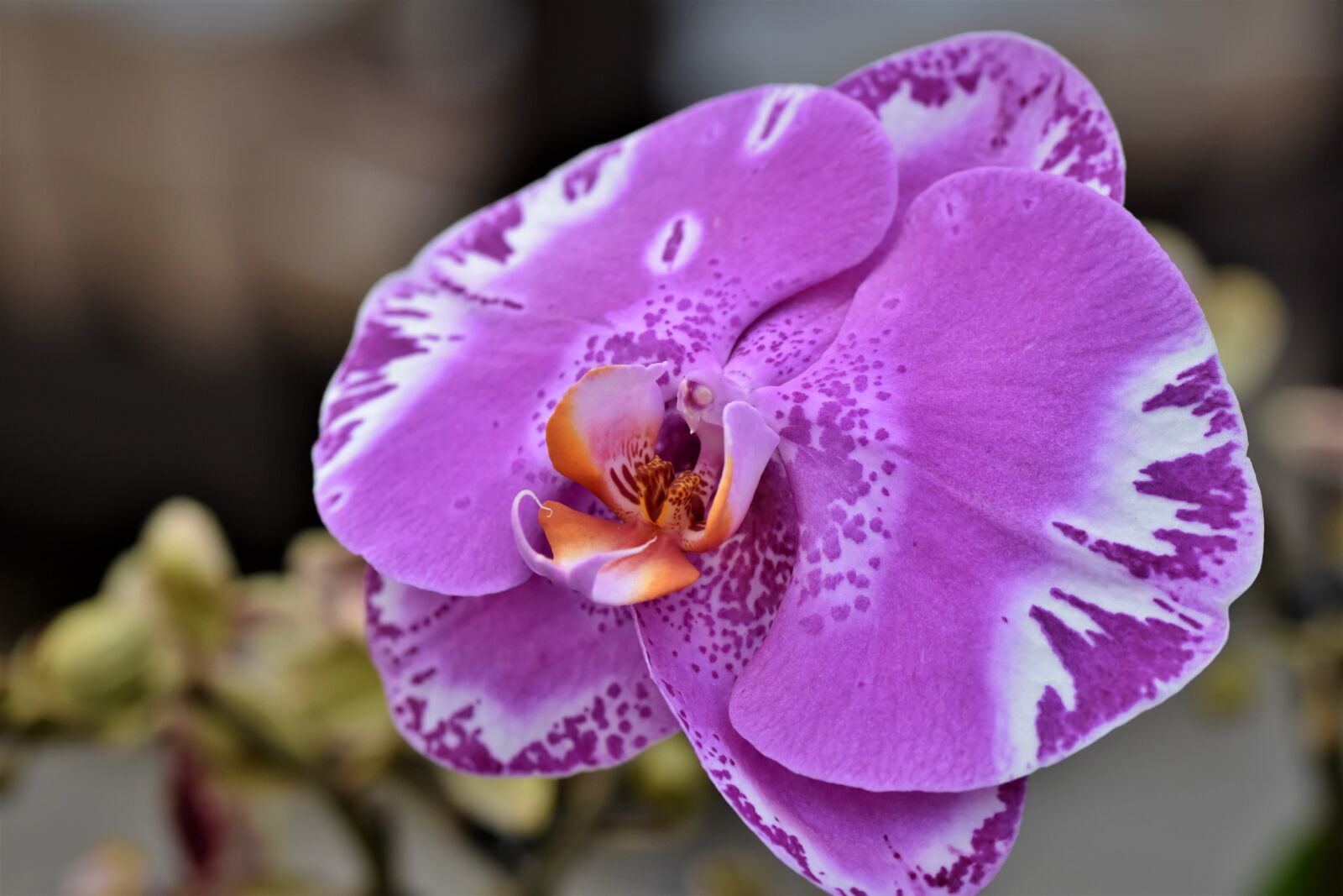 Nikon D7200 sample photo. Orchids, orchid flower, blossom photography