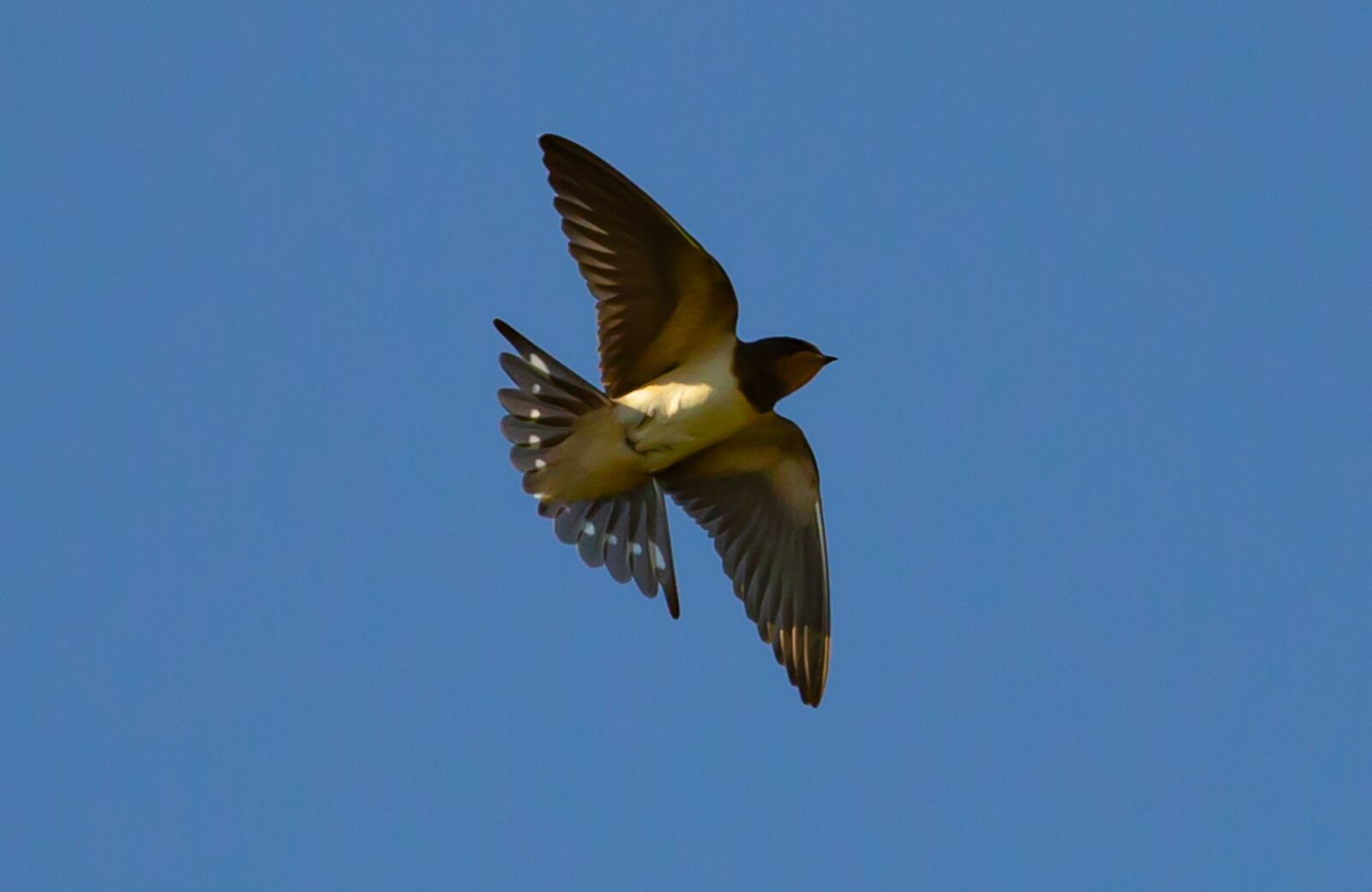 Canon EOS 5D Mark III sample photo. Swallow flying, swallow in photography