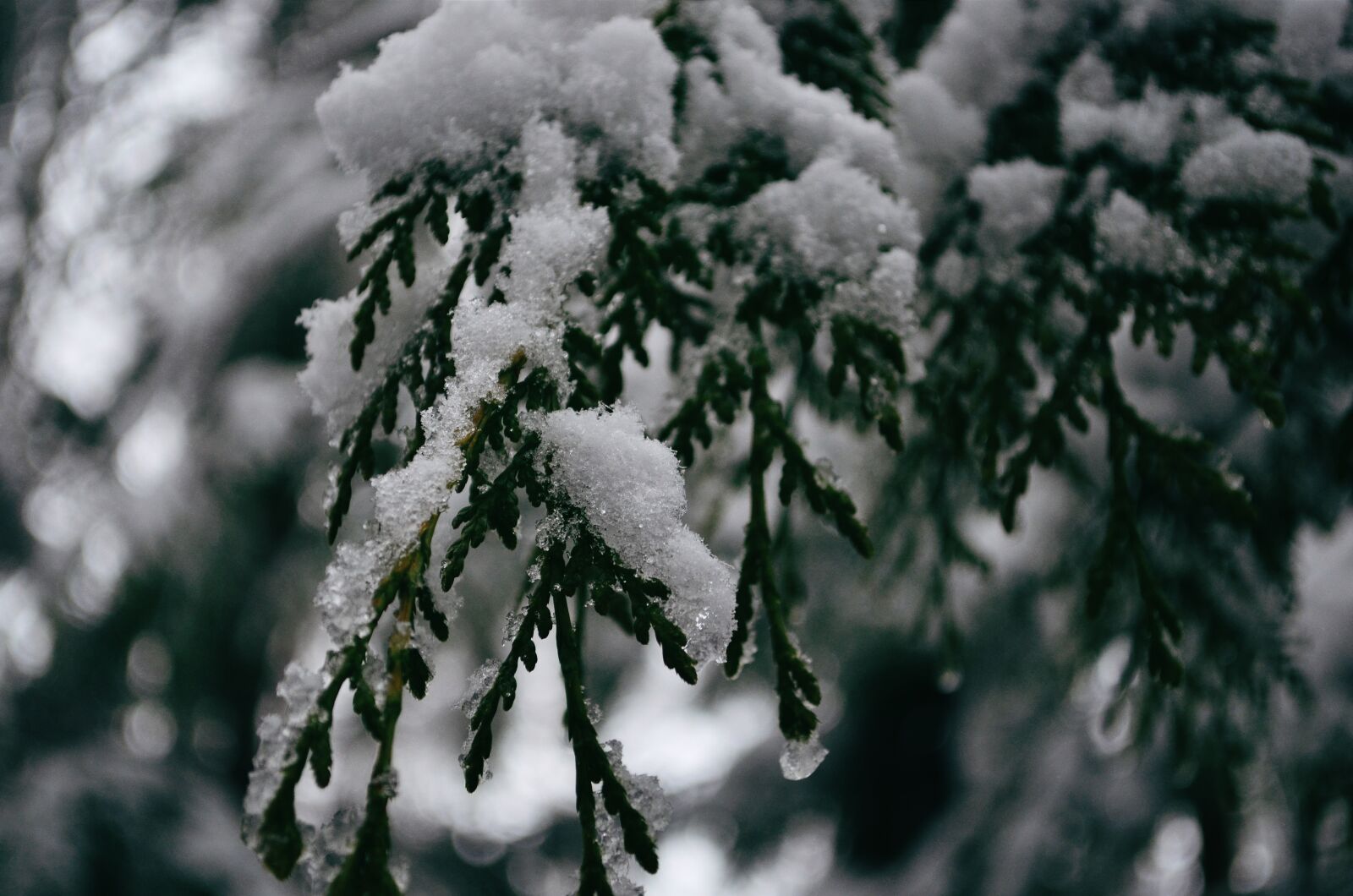 Nikon D5100 sample photo. Tree, snow, cold photography
