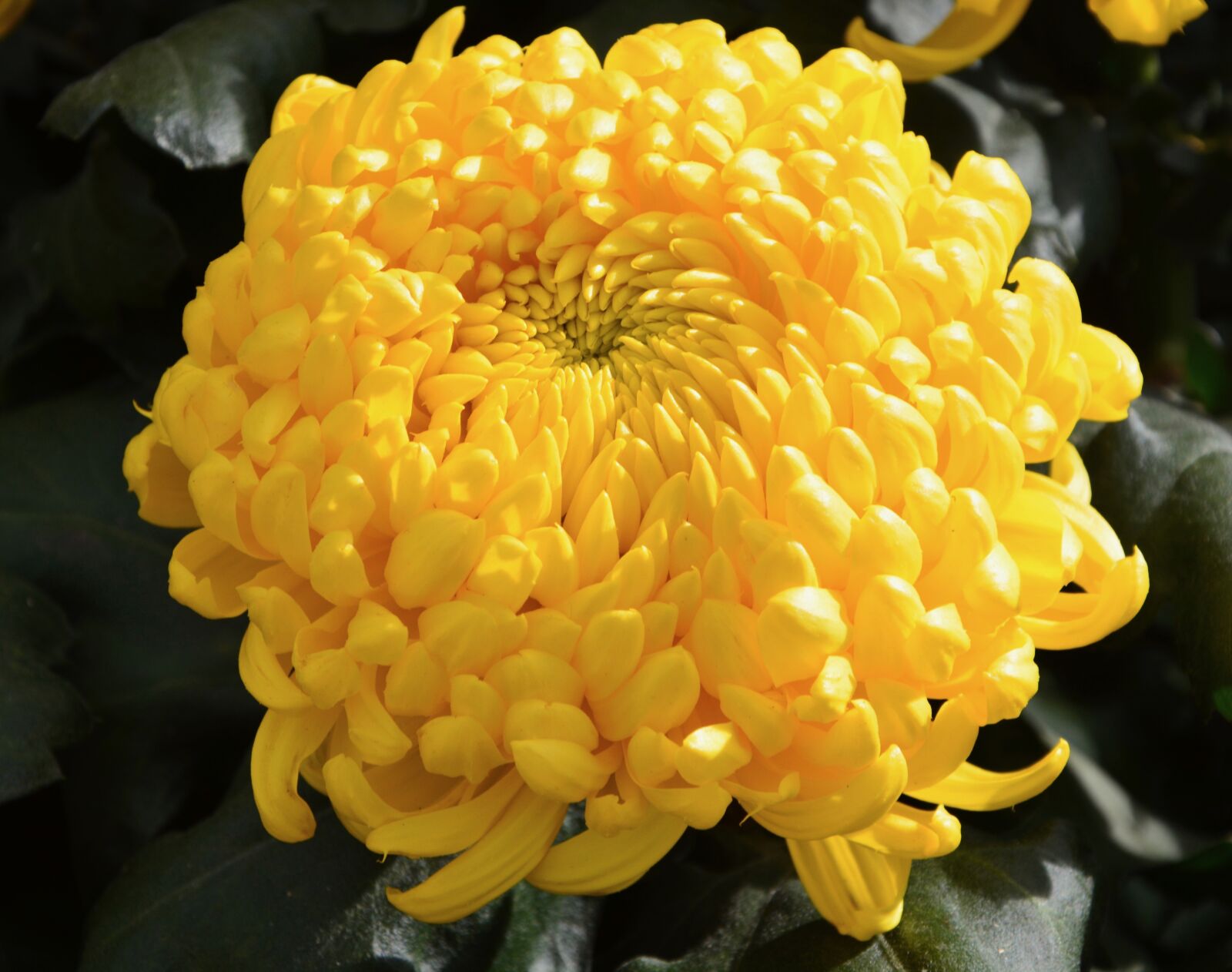 Nikon D5200 sample photo. Flower, flower color yellow photography
