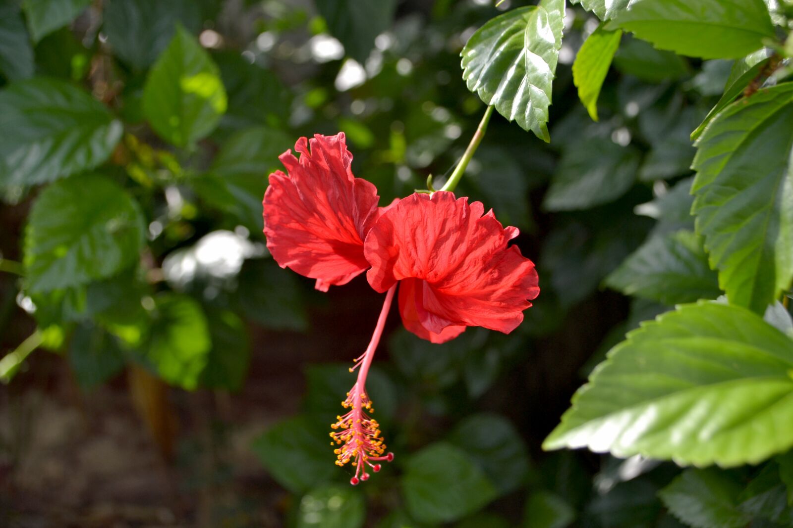 Nikon D3100 sample photo. Flower, red, nature photography