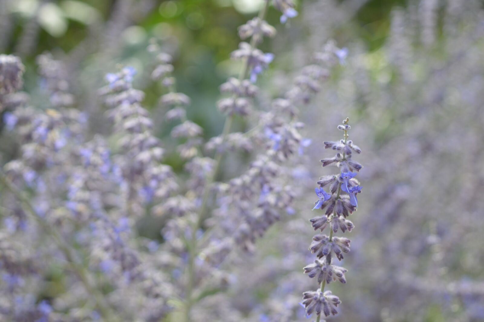 Nikon D3200 sample photo. Lavender, flower, wild photography
