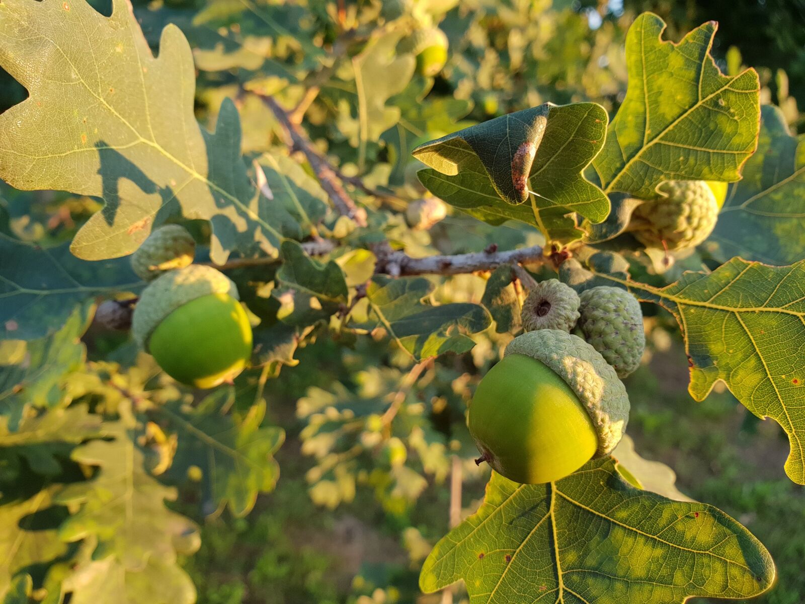 Samsung Galaxy S9+ sample photo. Acorn, leaves, tree photography