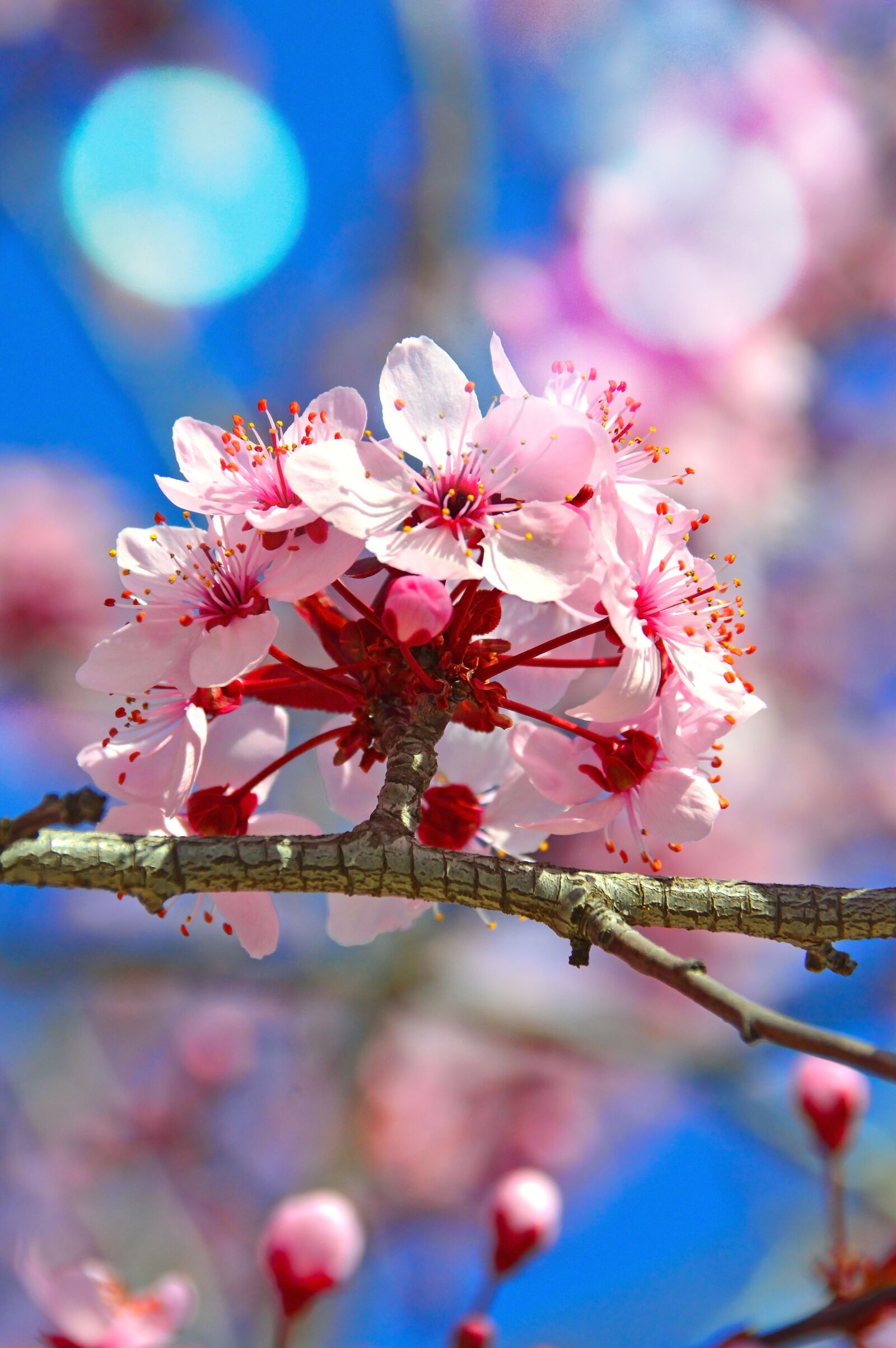 Nikon D3200 sample photo. Flower, nature, branch photography