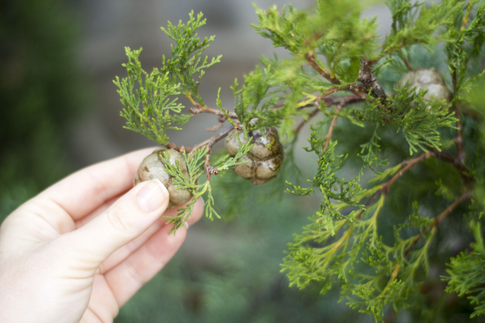 Canon EOS 550D (EOS Rebel T2i / EOS Kiss X4) sample photo. Spruce, tree, hand photography