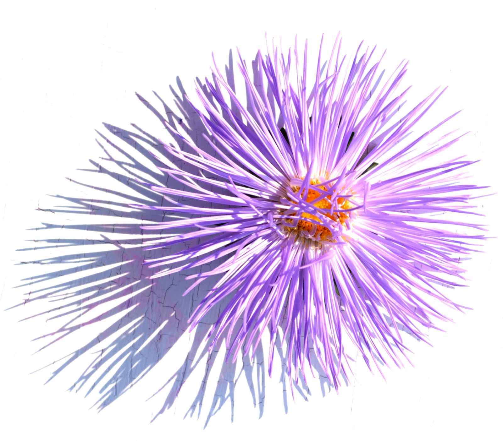 Nikon D200 sample photo. Decoration, flower, purple photography