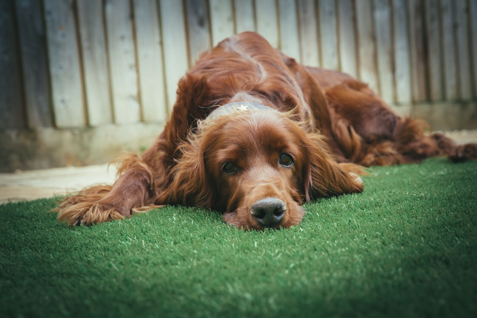 Canon EF 24-70mm F2.8L II USM sample photo. Adorable, animal, animal, photography photography