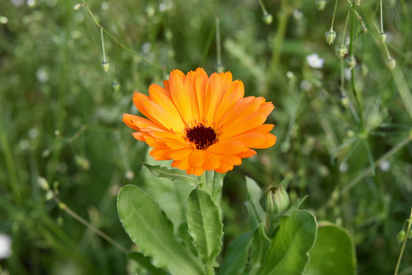 Nikon D5600 sample photo. Flower, flower petals, petals photography