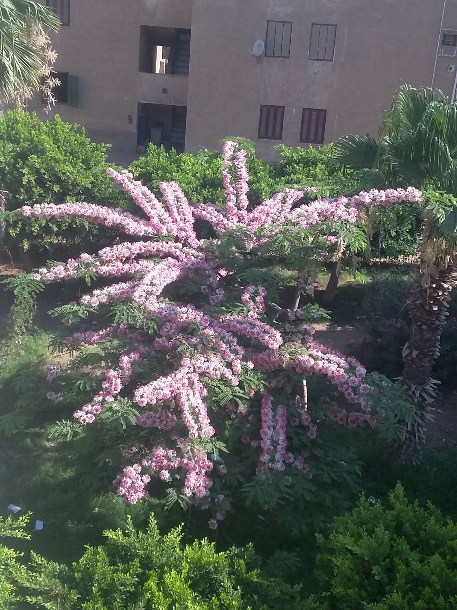 Samsung Galaxy Grand Prime sample photo. Tree, flowers, green photography