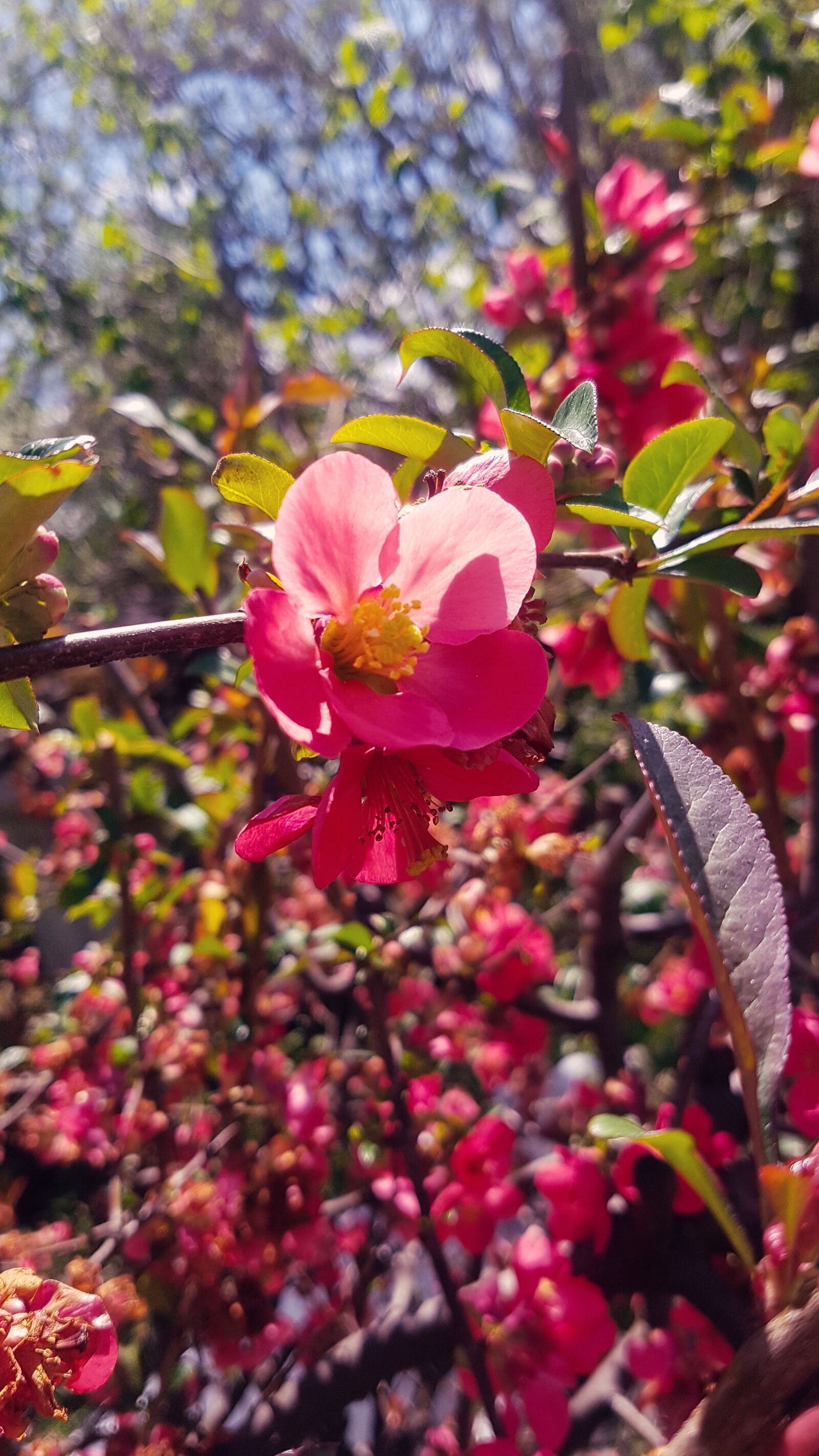 Samsung Galaxy S7 sample photo. Flower, blossom, floral photography