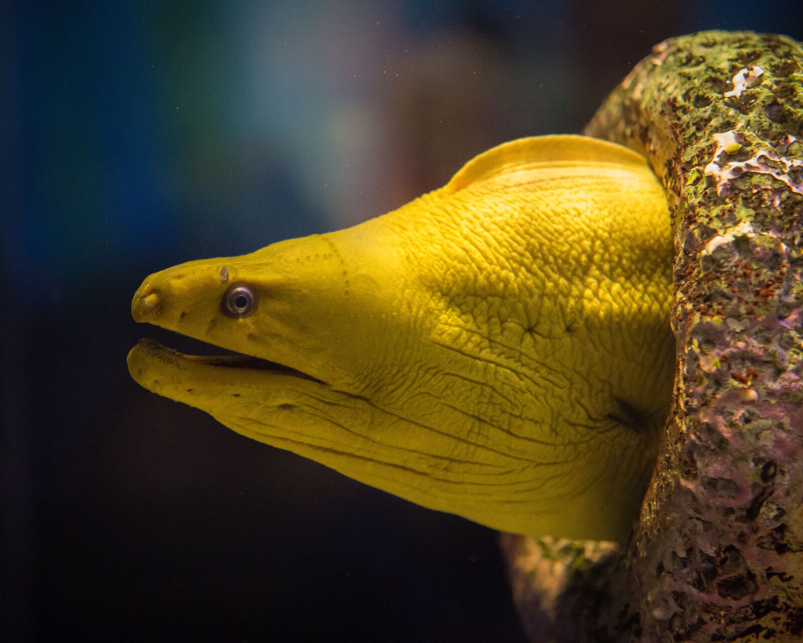 Canon EOS 6D sample photo. Yellow, eel, aquarium photography