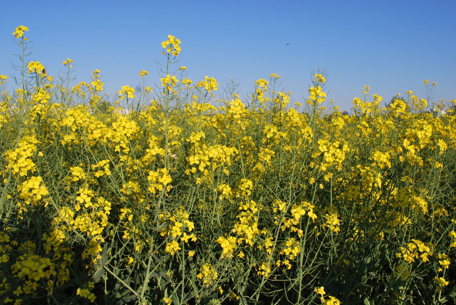 Nikon D60 sample photo. Flowers, field, germany photography