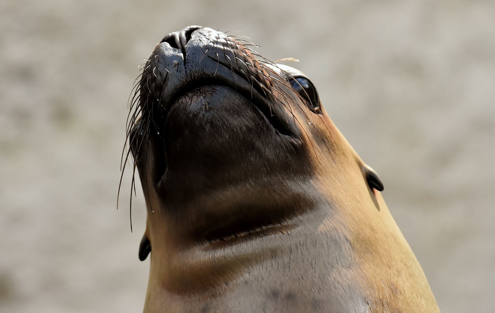 Nikon D7200 sample photo. Seal, sea lion, swim photography